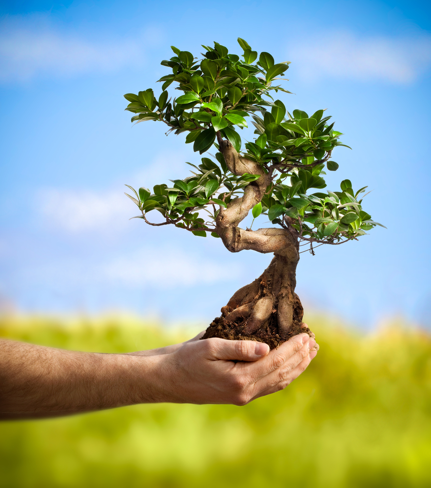 Truly Planted in the Green Camp